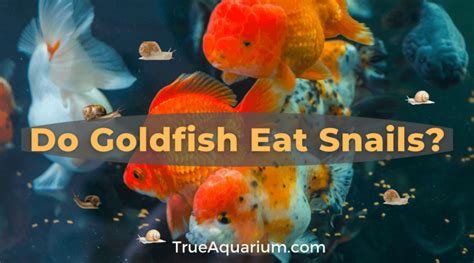 Do Goldfish Eat Snails? - True Aquarium