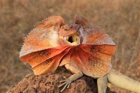 Breeding The Flamboyant Frilled Dragon - Reptiles Magazine