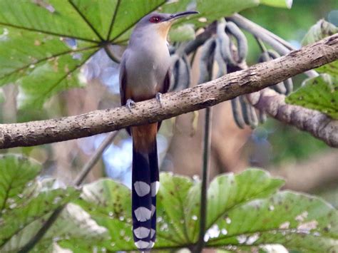 Birding Dominican Republic - World Bird Traveler