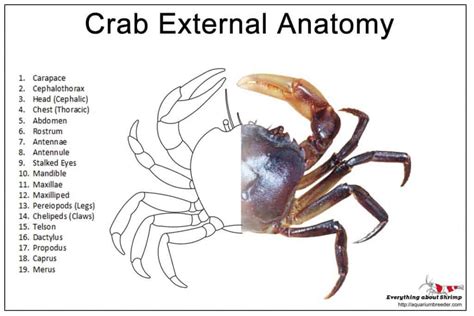 Crab External Anatomy - Shrimp and Snail Breeder