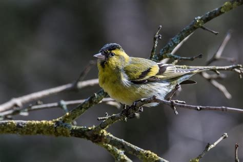 Eurasian Siskin Care Sheet | Birds Coo