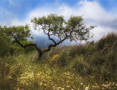 Wild Olive Tree Photograph by Maureen Fahey