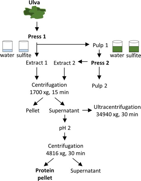 Flowchart of protein extraction and precipitation | Download Scientific ...