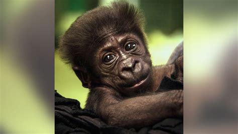 Infant Gorilla Growing Up Thanks to Human Surrogate Moms - Good Morning ...