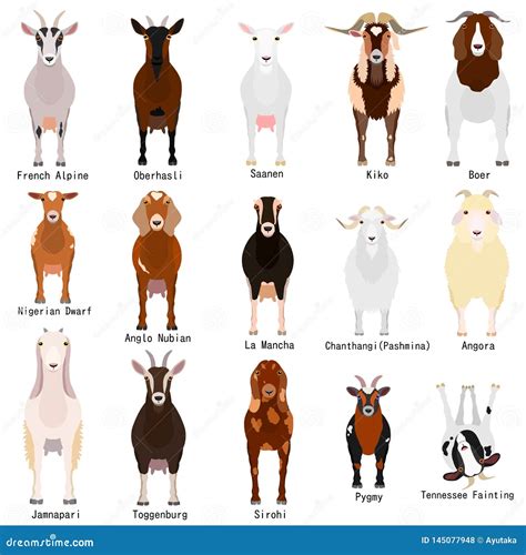 Goats Chart With Breeds Name Vector Illustration | CartoonDealer.com ...