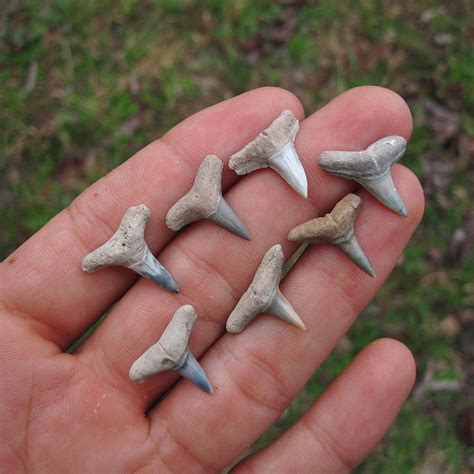 Lemon Shark Teeth | Miocene Epoch of Florida - PaleoCris