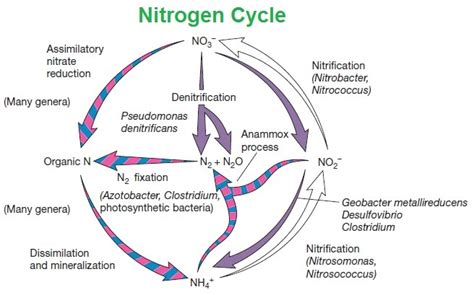 Nitrogen Fixation