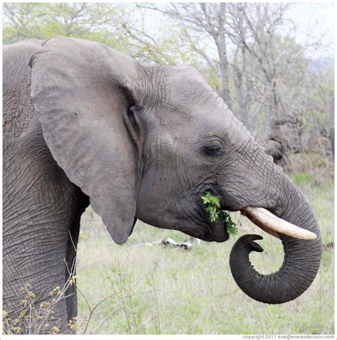 Elephant eating leaves. (Photo ID 21018-timbavat)