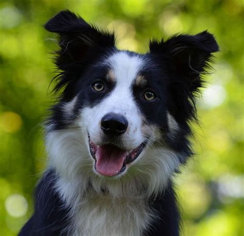 9 Reasons You Should Cuddle Your Border Collie More Often - SonderLives