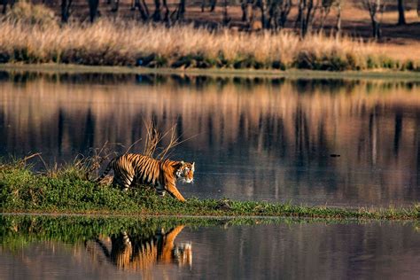 The ferocious swamp tigers of Sundarbans could get extinct in the next ...