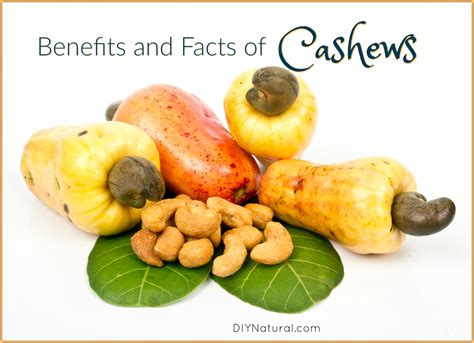 Benefits of Cashews & A Few Interesting Facts About Cashews