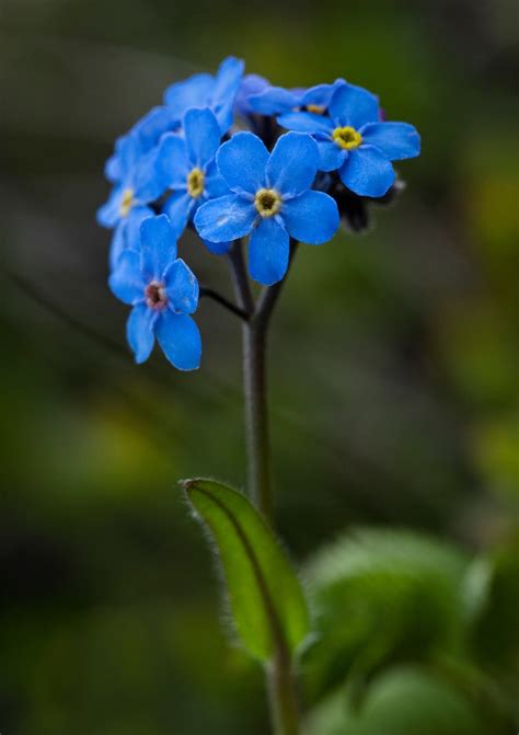 Forget-me-not - how to plant and grow myosotis, cute edge flowers