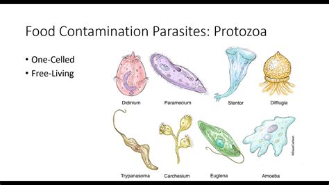 Foodborne Parasites - YouTube