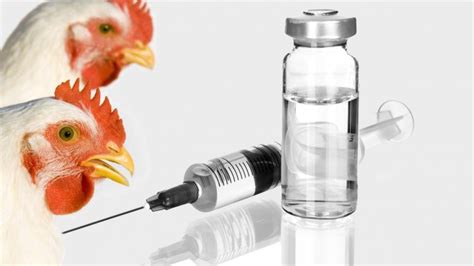 10m Doses of Avian Flu Vaccines Imported | Financial Tribune