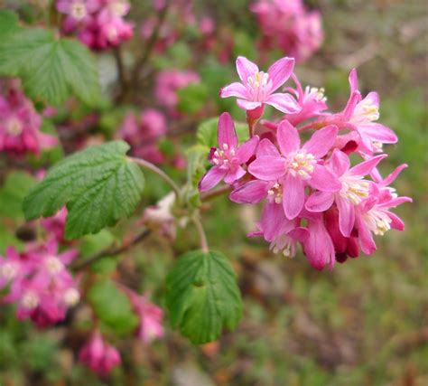 Wild Harvests: The News on Red Flowering Currant