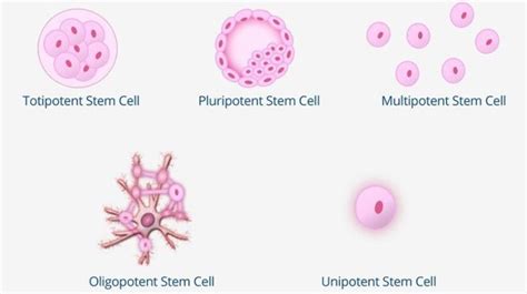 Do You Know the 5 Types of Stem Cells? | BioInformant