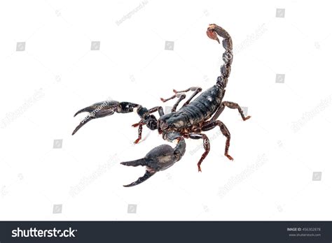 Black Scorpion Species Palamnaeus Fulvipes Thailand Stock Photo ...