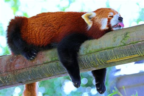 Wallpaper : lesser panda, red panda, branch, rest, sleep 5184x3456 ...