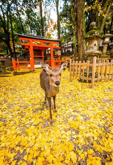 1-Day Nara, Japan Itinerary - Travel Caffeine