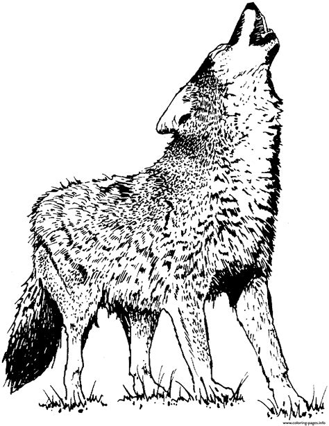 Realistic Wolf 2 Coloring Pages Printable