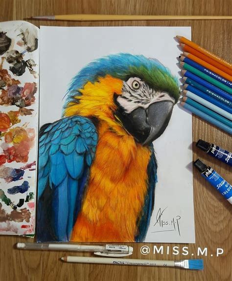 Colored Pencil Drawings Realistic Parrot Drawing Hi guys so 0 0 i drew ...