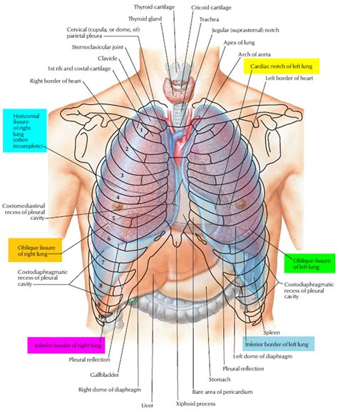 Lung Anatomy & Function - Lung Nodule, Lung Disease and Lung Infection