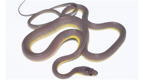 Rare, non-venomous snake species discovered in Mizoram, named after ...