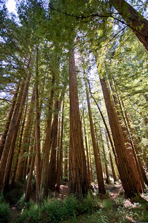 Redwood Forests: Groups Fight To Preserve Rare Old-Growth Trees In ...