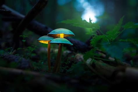 Mushroom Wallpaper