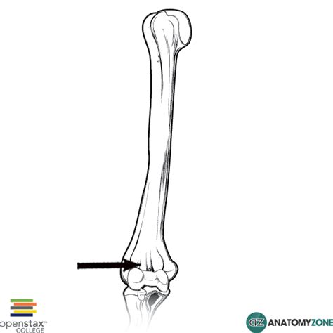 Radial Fossa - AnatomyZone