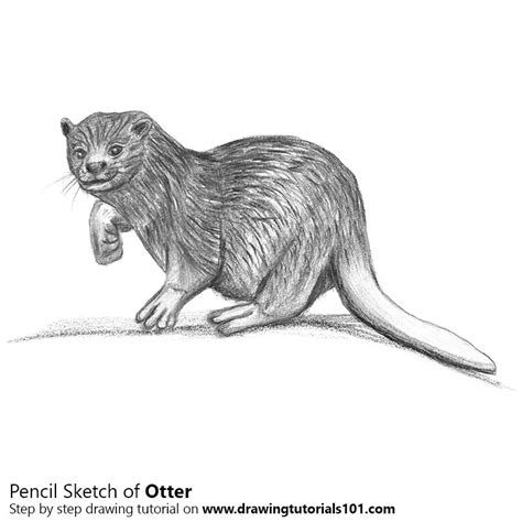 Otter Pencil Drawing - How to Sketch Otter using Pencils ...