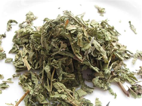 Lemon Verbena Tea » Supplement SOS