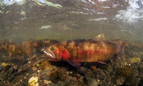 Yellowstone cutthroat trout - Alchetron, the free social encyclopedia