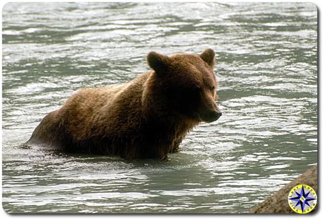 alaska brown bear fishing in river | Overland Adventures and Off-Road