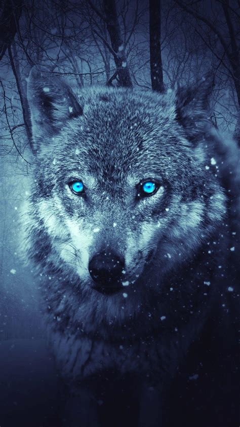 Blue Wolf Eye Wallpapers - Top Free Blue Wolf Eye Backgrounds ...