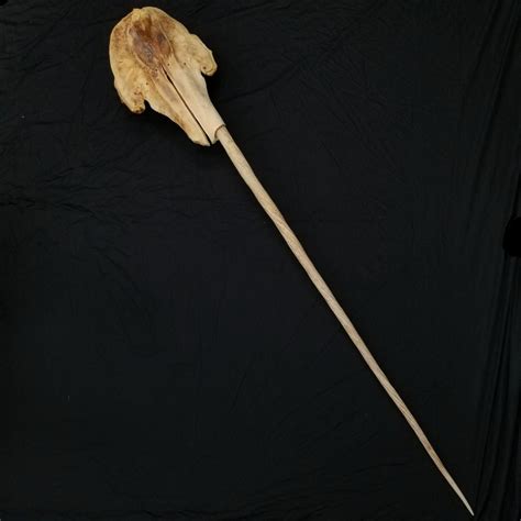 Narwhal Skull, 5' 7" Tusk – SkullStore Inc.