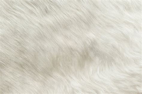 180 White Polar Bear Fur Texture Stock Photos - Free & Royalty-Free ...