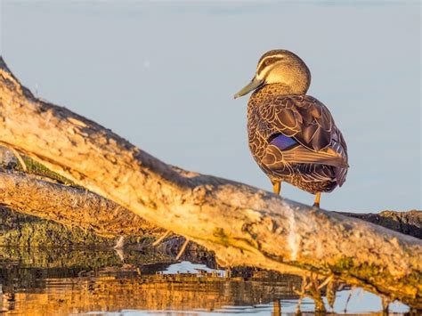 Premium Photo | Pacific black duck