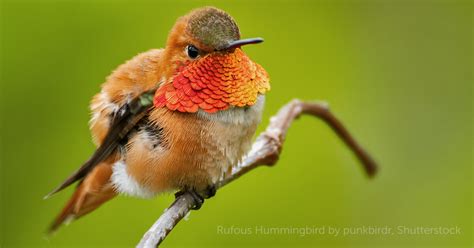 Rufous Hummingbird - American Bird Conservancy