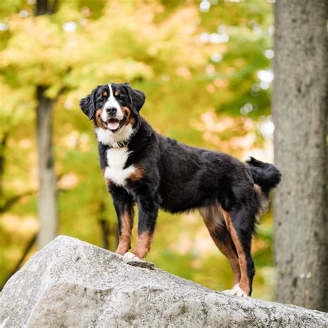 Bernese Aussie Australian Mountain Dog — STOKESHIRE