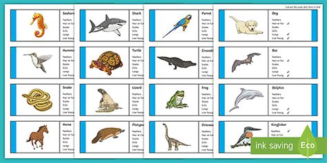 Classes Of Vertebrates Chart