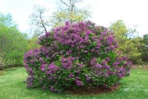 Lilac Sunday Holiday in May. Go See the Lilacs. The Gardener's Network.