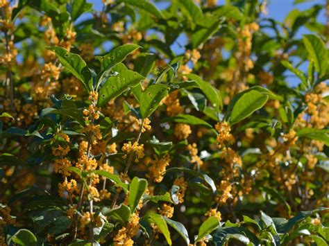 Osmanthus Tea Olive Care - Tips For Growing Osmanthus Plants