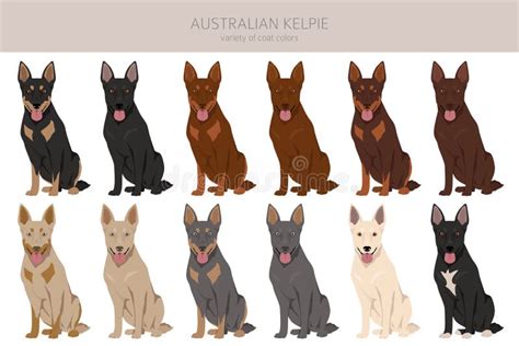 Australian Kelpie All Colours Clipart. Different Coat Colors Set Stock ...