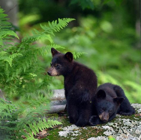 Black Bear Cubs Photograph by S Michael Bisceglie