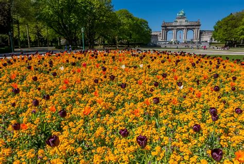 Tulip Garden, Brussels, Belgium - Travel Past 50