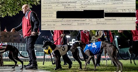 Hundreds Of Racing Greyhounds Have Been Euthanised Since April Last ...