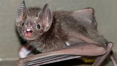 Vampire bats 'French kiss with blood' to form lasting bonds - BBC News