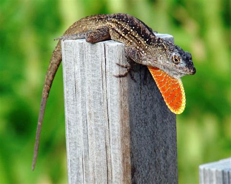 Brown anoles: The new lizard showing up in town | Leisure | The Daily News