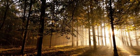 Forest Dual Screen Wallpapers - Top Free Forest Dual Screen Backgrounds ...